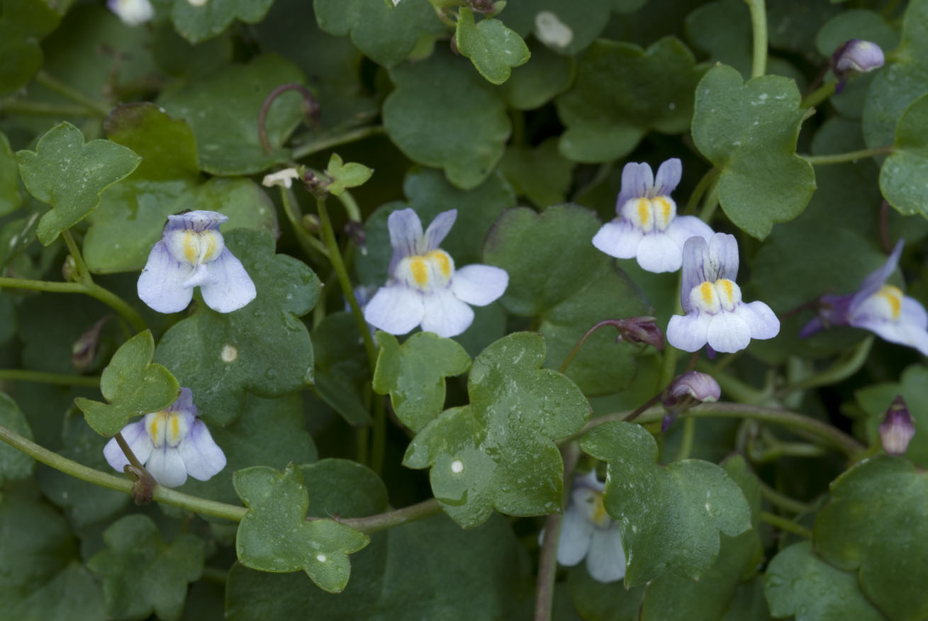 Cymbalaria muralis